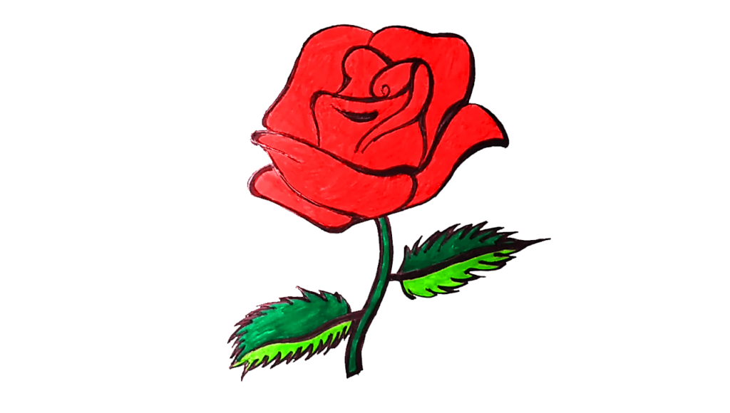 How To Draw Rose Flower With Pencil Best Flower Site   8 1 1024x580 