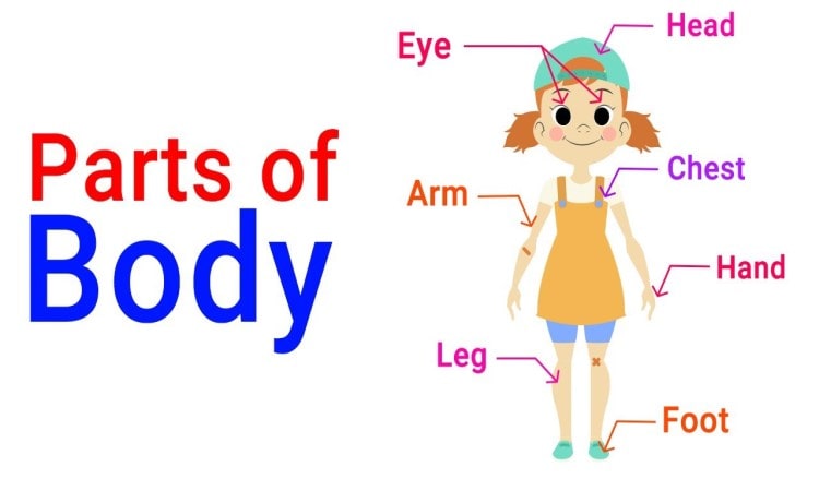 Parts Of The Body For Kindergarten | The Soft Roots