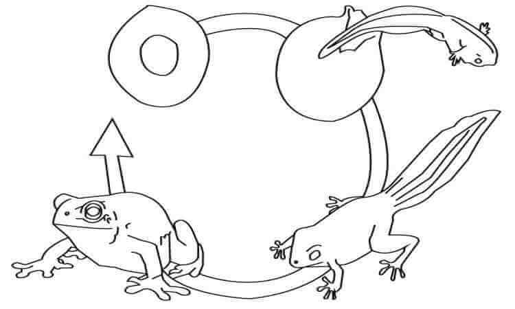 Frog lifecycle coloring pages