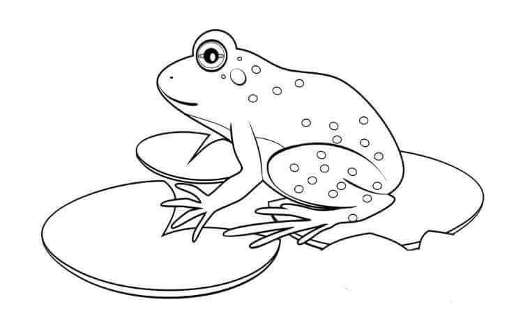 Frogs of Minnesota coloring pages