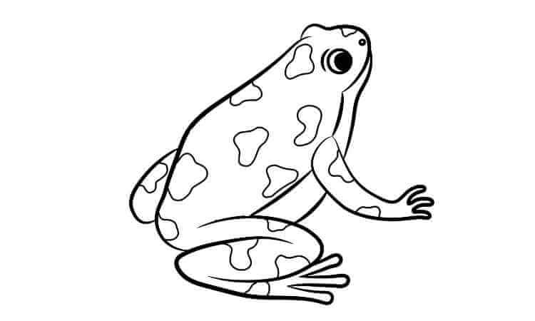 Ranitomeya frog coloring pages
