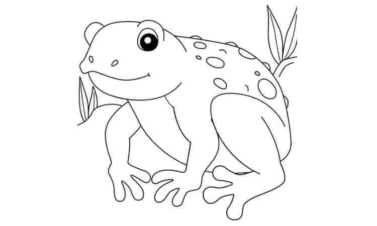 tomato frog coloring pages