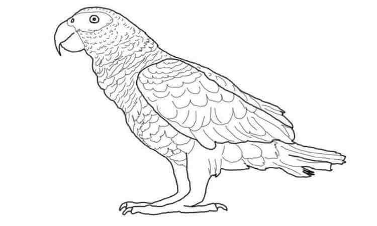 African Grey Parrot Coloring pages