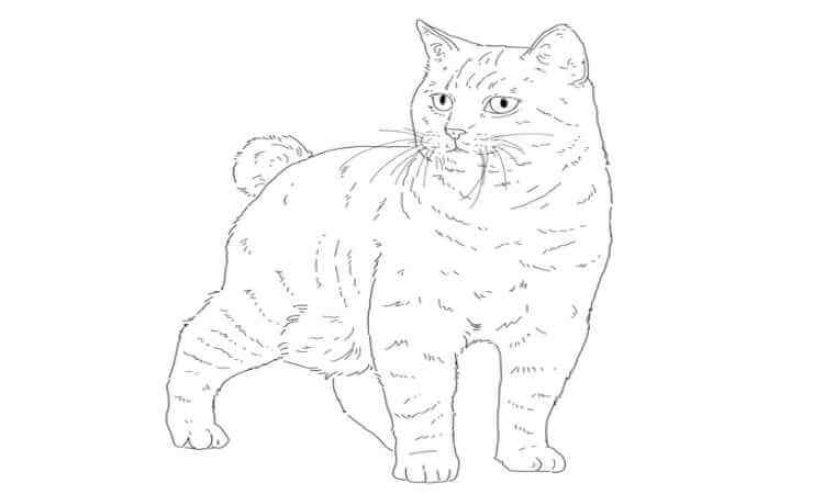 American bobtail Coloring pages