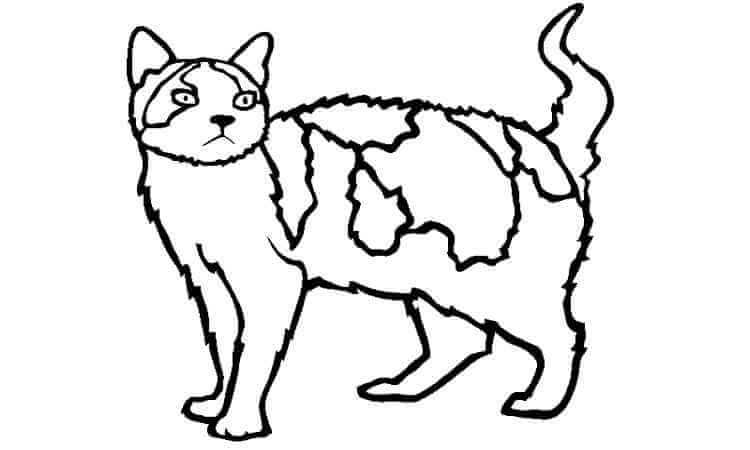American wirehair coloring pages