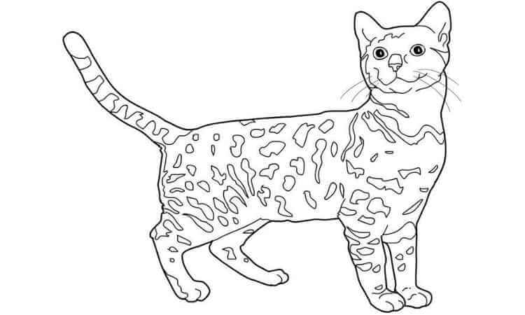 Bengal Coloring pages