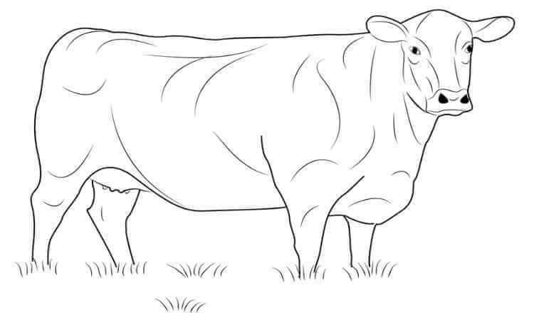 Black Angus Coloring pages