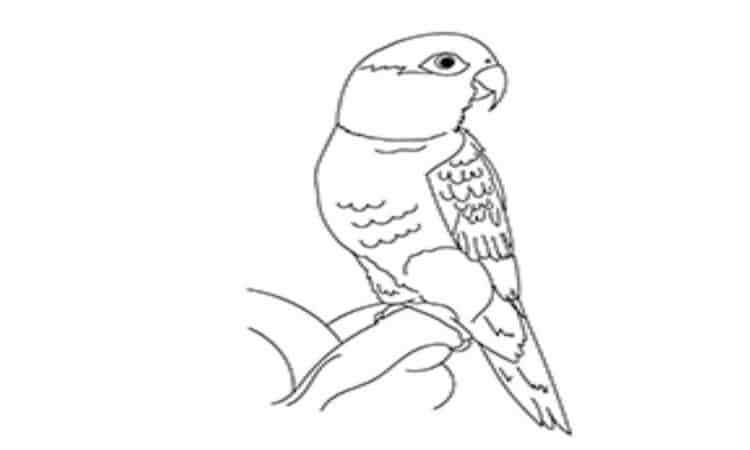 Caique Parrot coloring pages