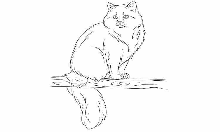 Long hair Persian cats Coloring pages
