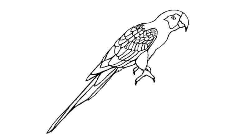 Macaws coloring pages