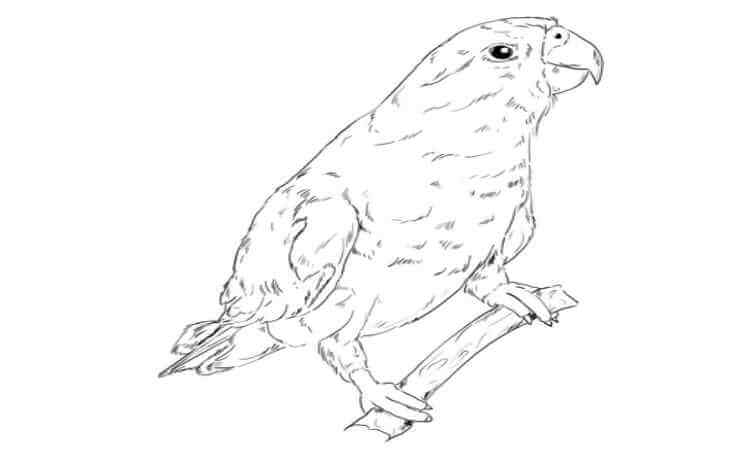 Meyer’s Parrot coloring pages