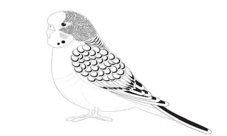 Parakeets coloring pages