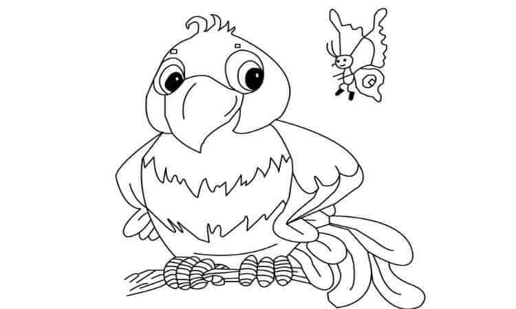 Parrot and butterfly Coloring pages