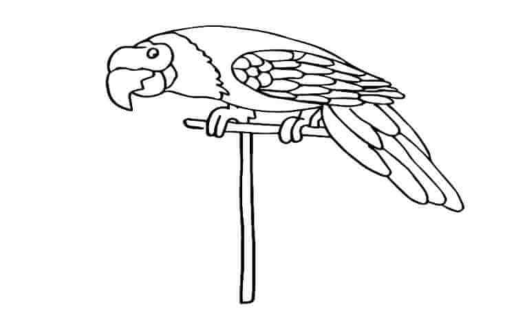 Pionus-Parrot coloring pages