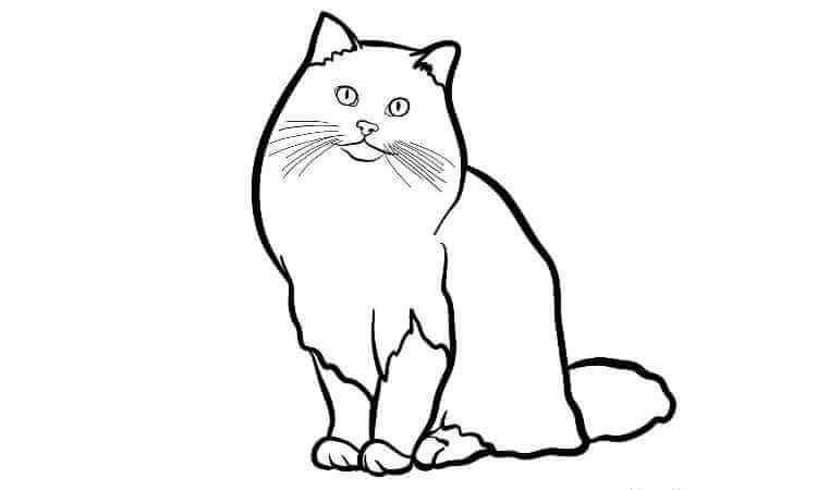 Ragdoll Coloring Pages