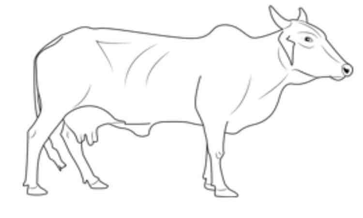 Black Angus Coloring pages