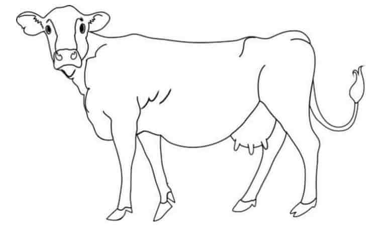 Red Sindhi Cow pages