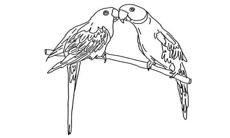 Ring-Necked Parakeet coloring pages