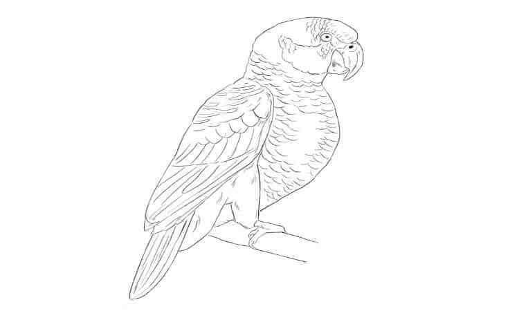Timneh Greys coloring pages