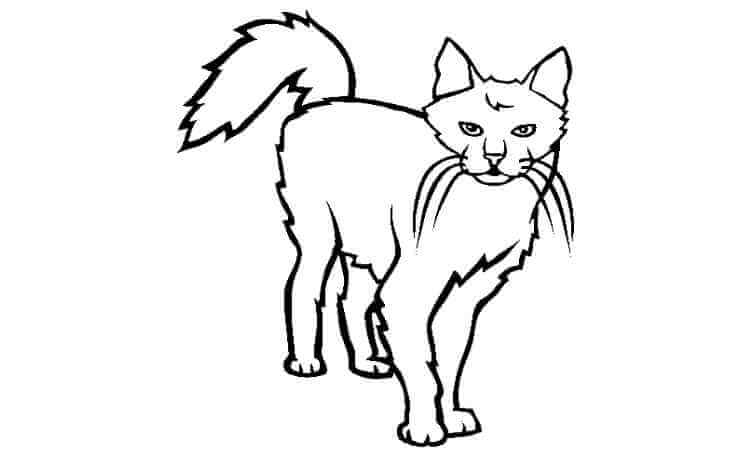 Turkish angora Coloring pages