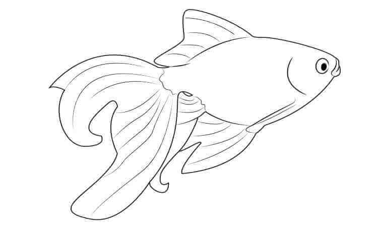 Beautifully designed fish coloring pages