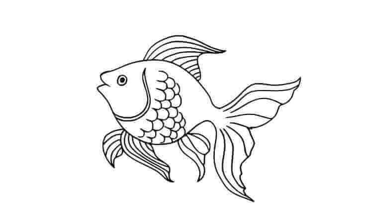 Queen goldfish coloring pages