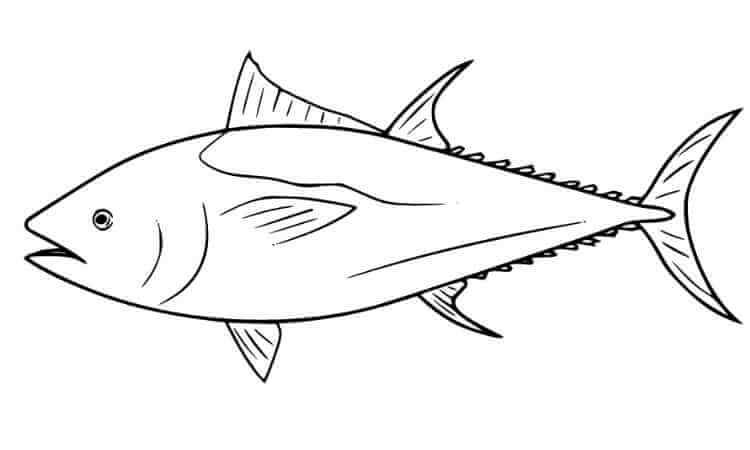 Tuna fish coloring pages