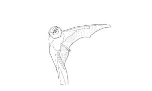 hoary bat coloring pages