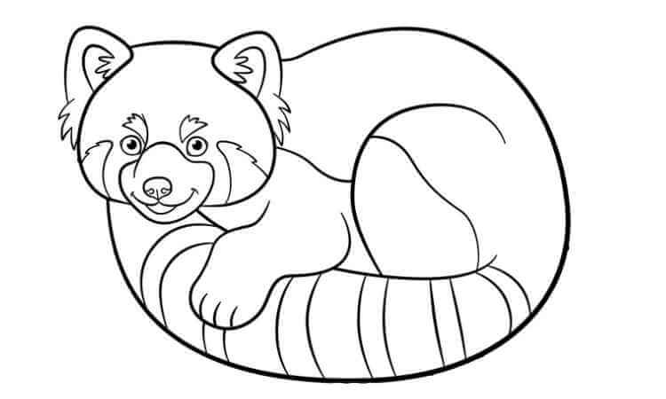 cute red panda coloring pages