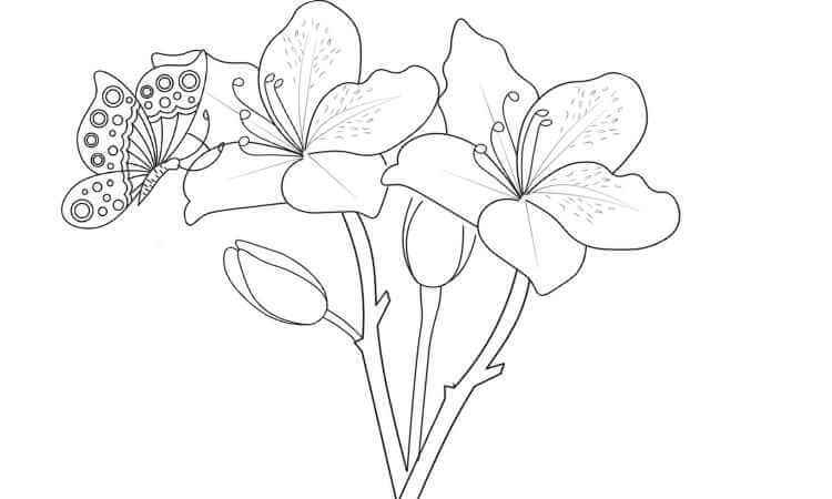 Azalea flowers coloring pages