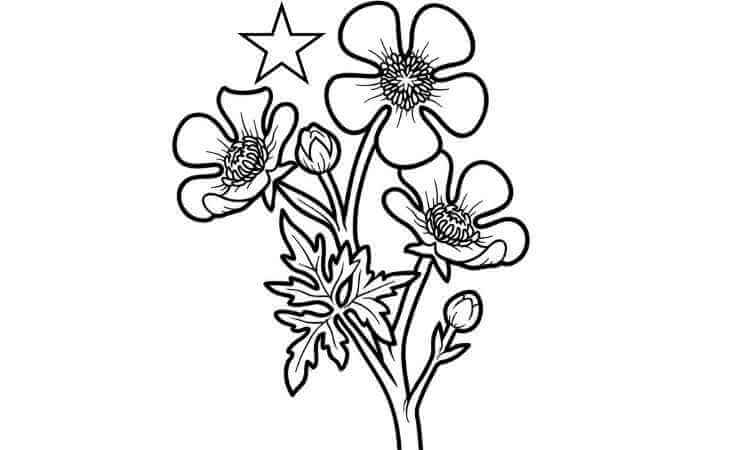 Buttercup flowers coloring pages