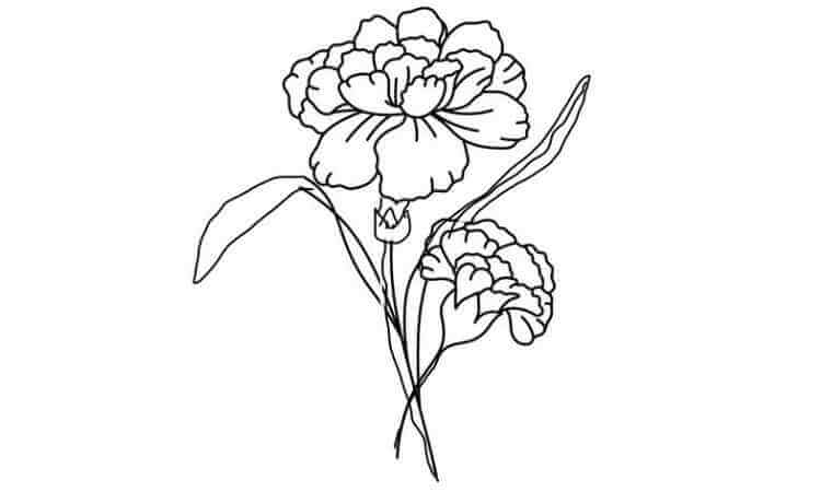 Carnation Flower coloring pages