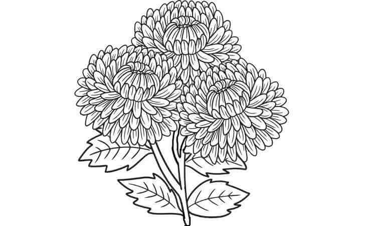 Chrysanthemum flower coloring pages