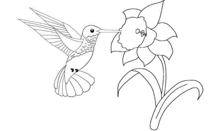 Flower with a hummingbird coloring pages