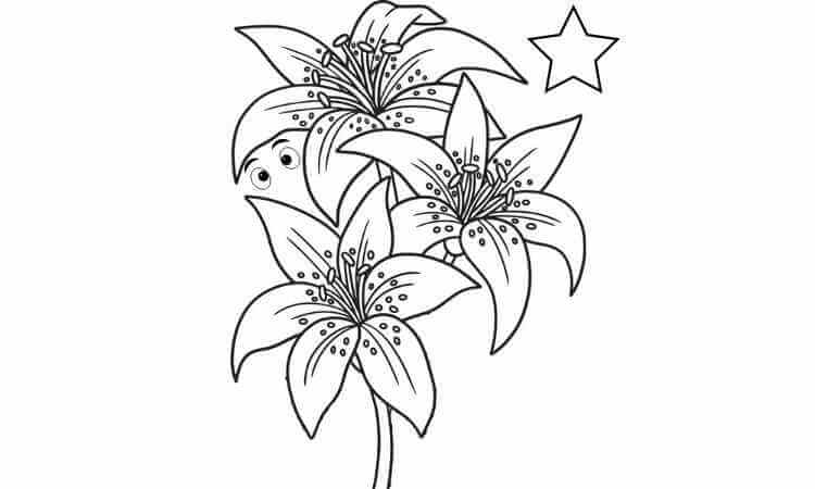 Lily flower coloring pages