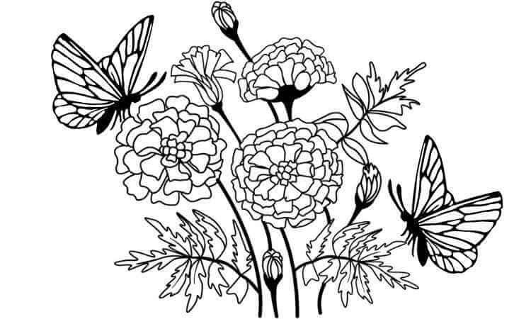 Marigold flower coloring pages