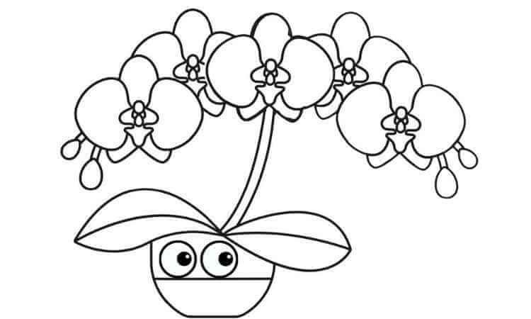 Orchid flower coloring pages
