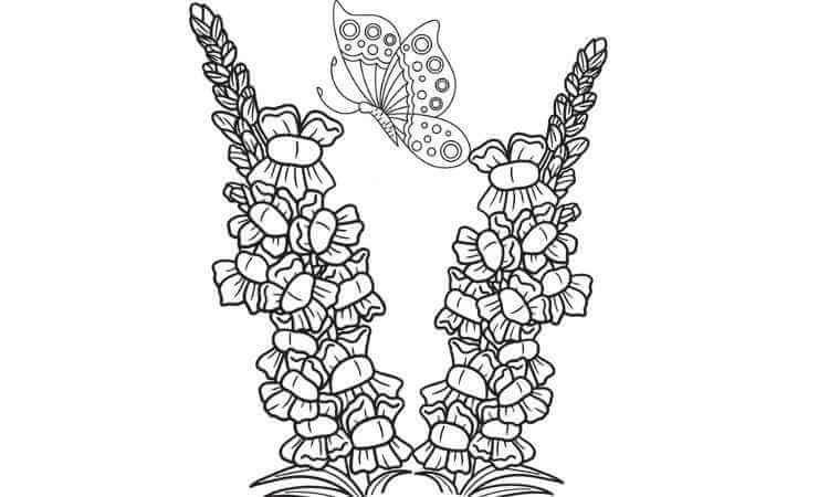 Snapdragon flowers coloring pages