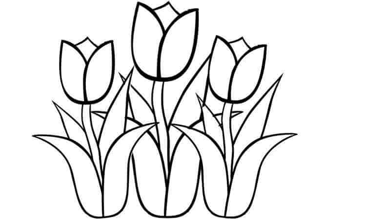 Tulip flower coloring pages