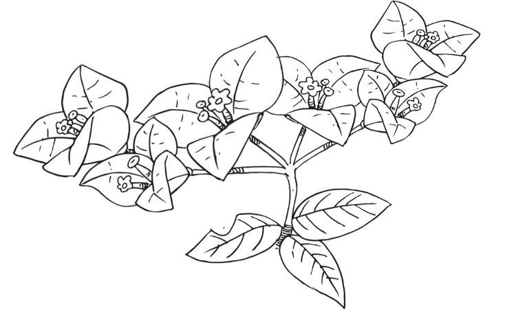 bougainvillea flower coloring pages