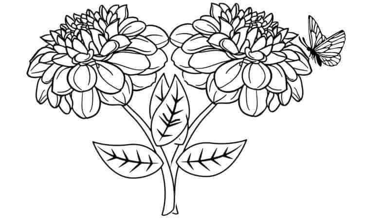 dahlia flower coloring pages