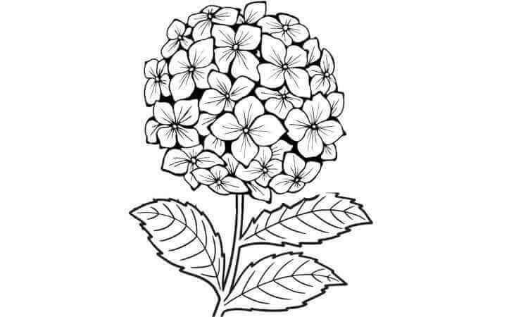 hydrangea flower coloring pages
