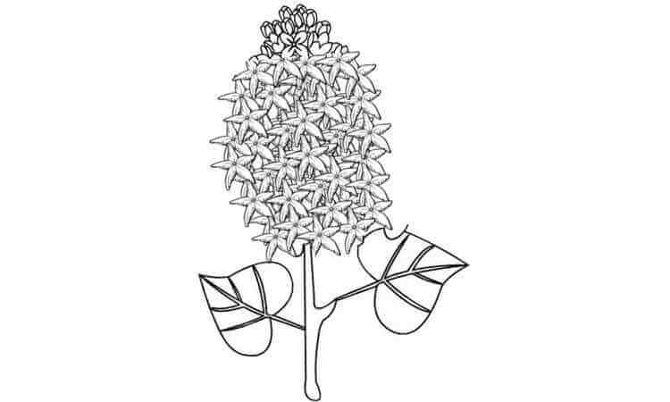 lilac flowers coloring pages
