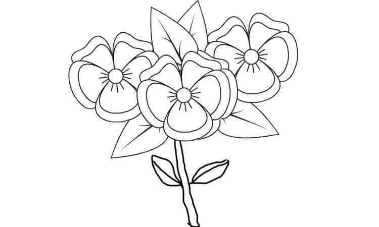 pansy flower coloring pages