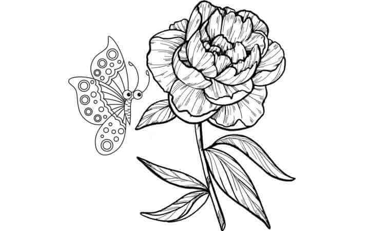 peony flower coloring pages