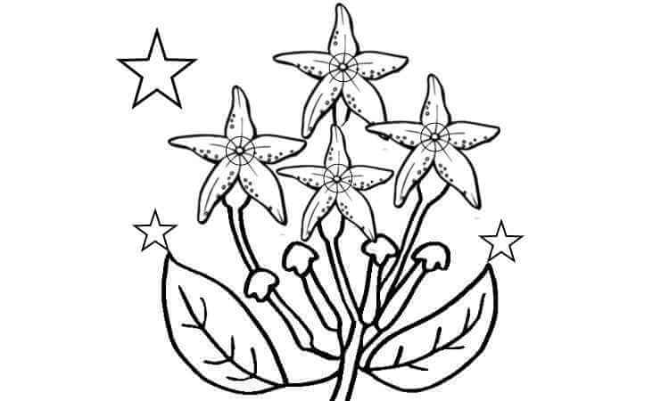 stephanotis flower coloring pages