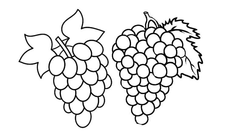 Grapes Fruit coloring pages