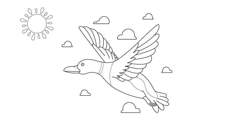 Mallard duck coloring pages