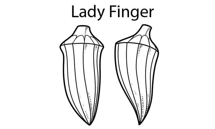 Queen Okra, Ladyfinger coloring pages