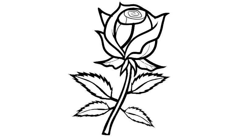 Rose Coloring pages